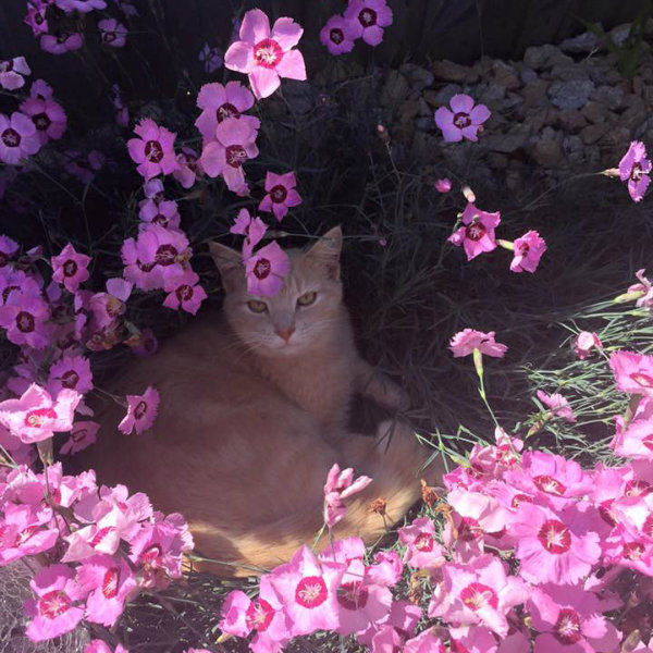 How Your Pets And Plants Can Co-exist